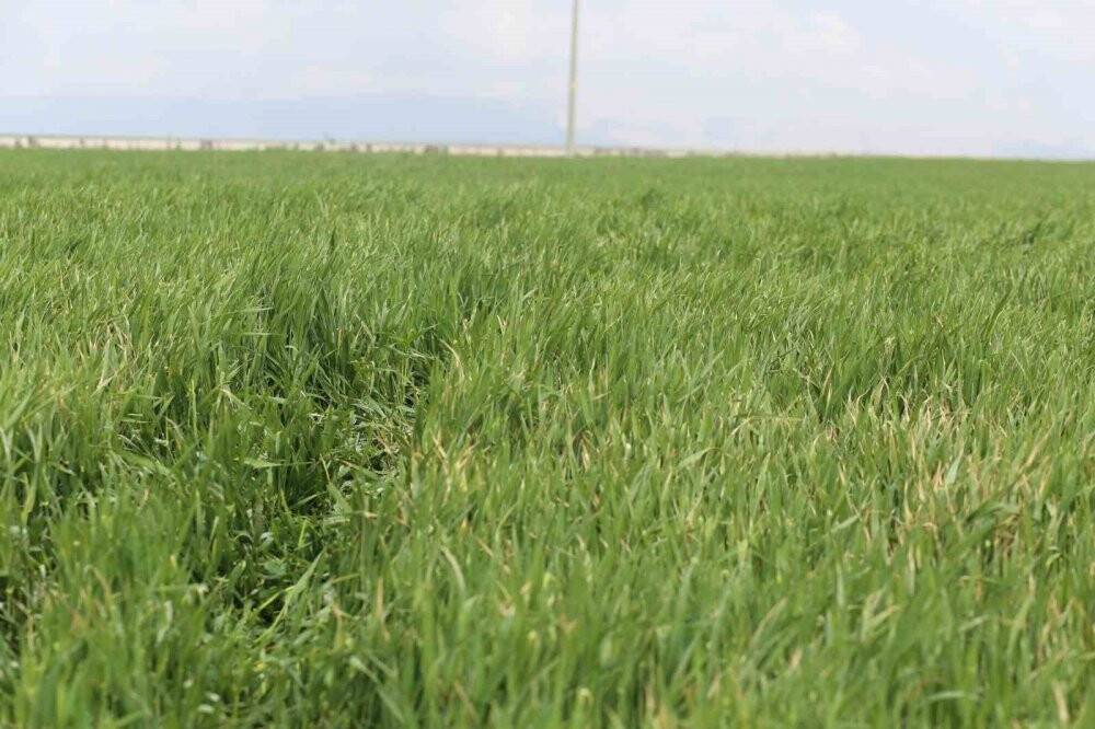 Türkiye'nin tahıl ambarı Konya Ovası’nda rekolte için gözler Mayıs'ta