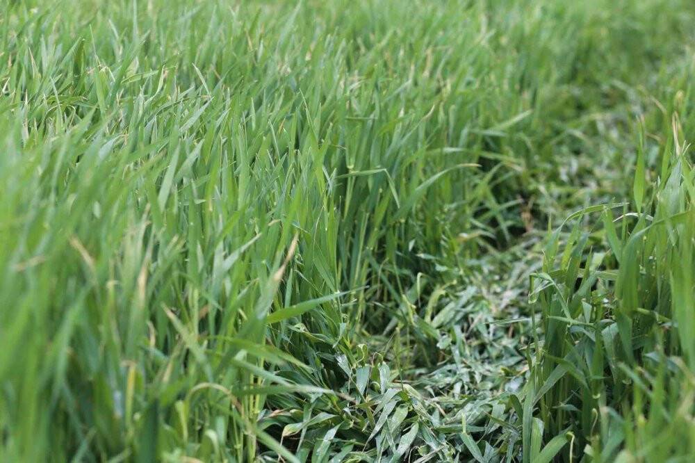 Türkiye'nin tahıl ambarı Konya Ovası’nda rekolte için gözler Mayıs'ta