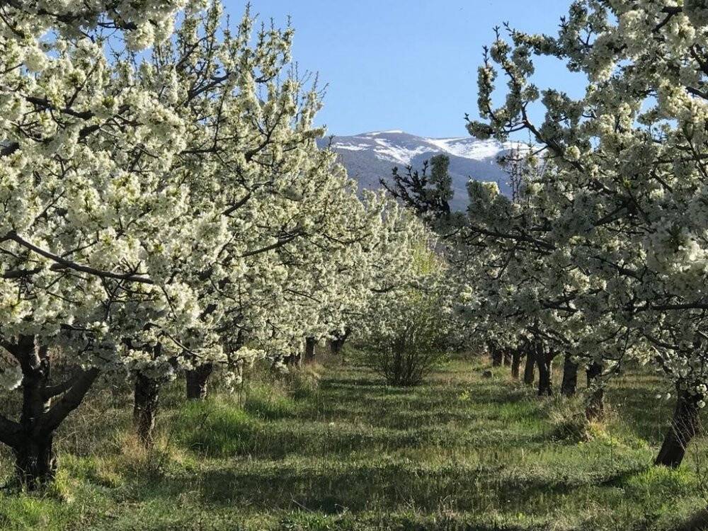 Beyaz kirazın başkentinde kiraz bahçeleri gelinliğini giydi