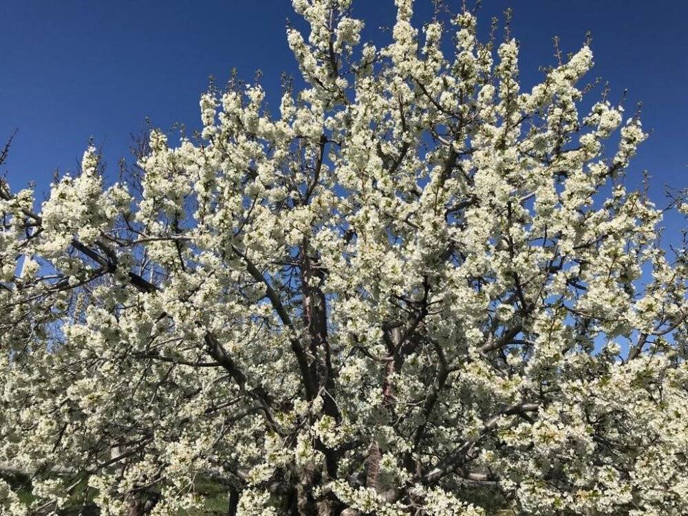 Beyaz kirazın başkentinde kiraz bahçeleri gelinliğini giydi