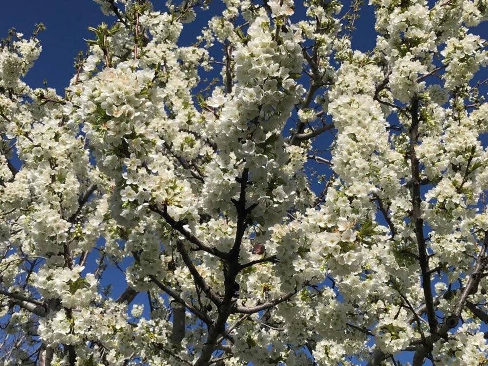 Beyaz kirazın başkentinde kiraz bahçeleri gelinliğini giydi