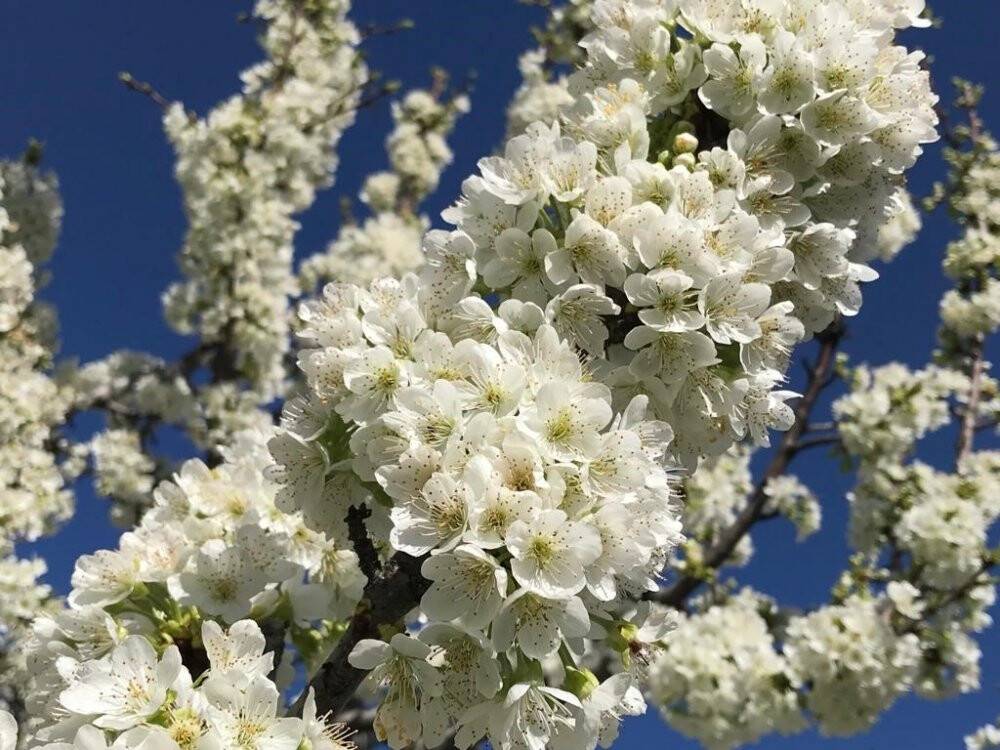 Beyaz kirazın başkentinde kiraz bahçeleri gelinliğini giydi