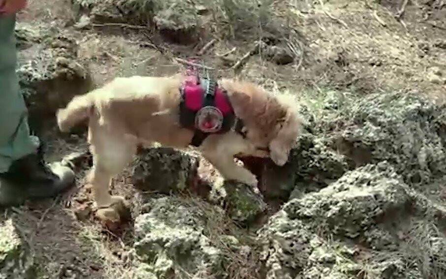 Dedektör köpek Çaki, ormanda 8 kilo uyuşturucu buldu