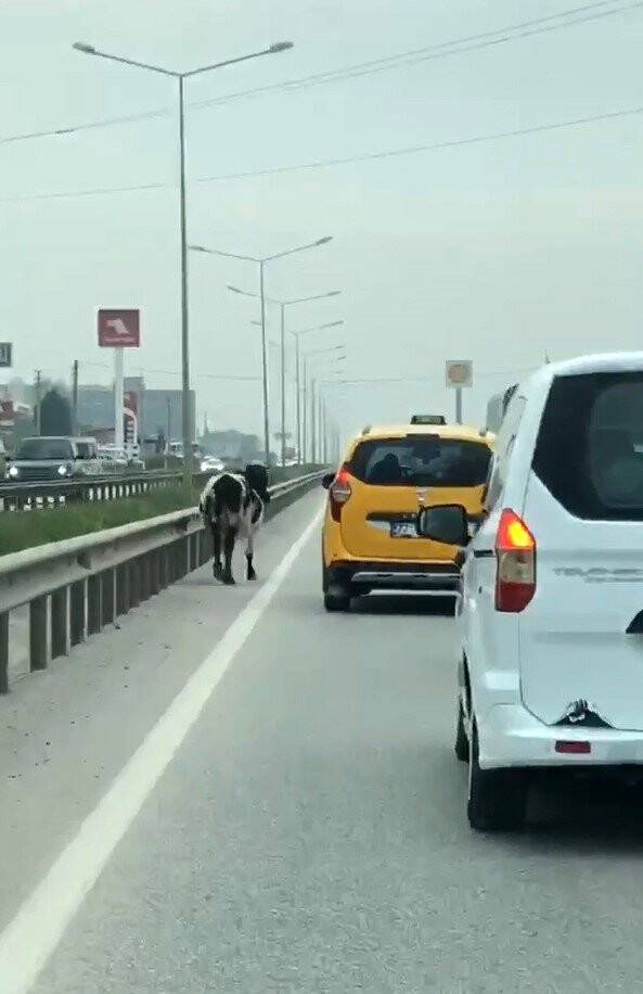 Yola çıkan inek trafiği aksattı