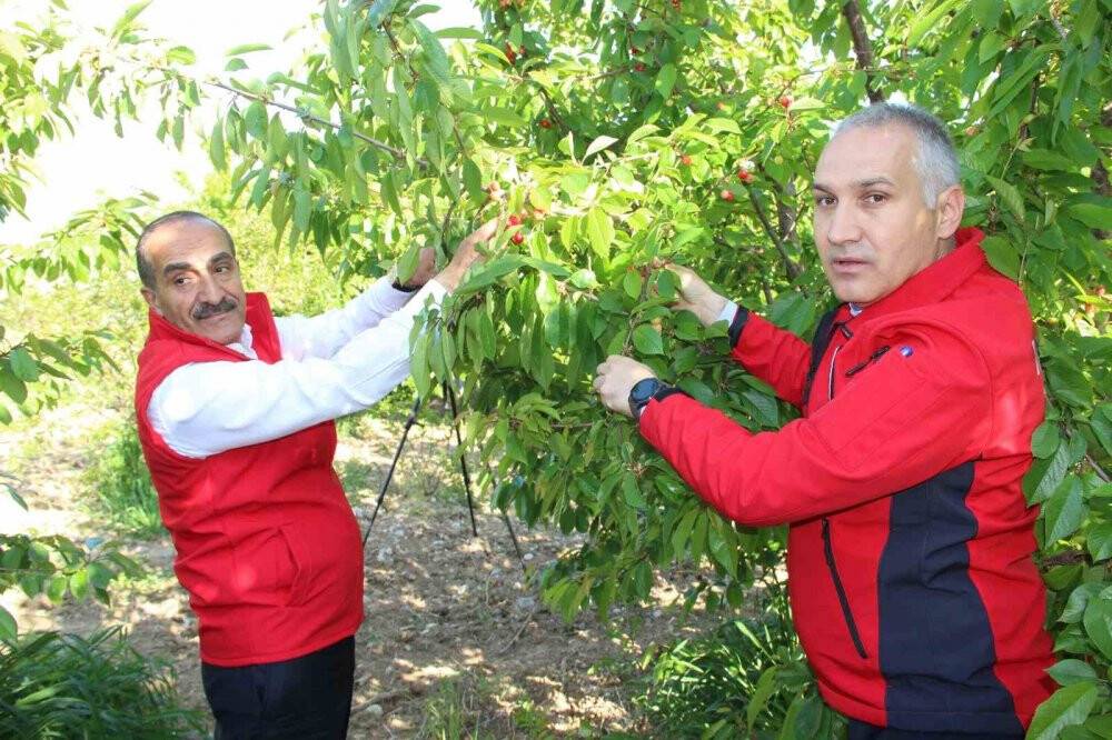 Sezonun ilk kirazı açık arttırmayla 800 TL’den satıldı