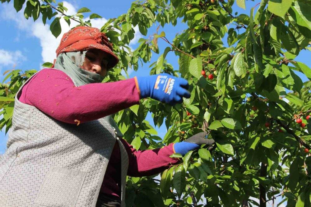 Sezonun ilk kirazı açık arttırmayla 800 TL’den satıldı