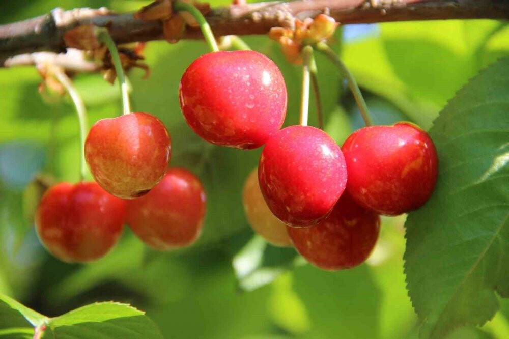 Sezonun ilk kirazı açık arttırmayla 800 TL’den satıldı