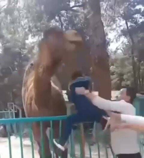 Küçük çocuğu başından ısırıp havaya kaldırdı