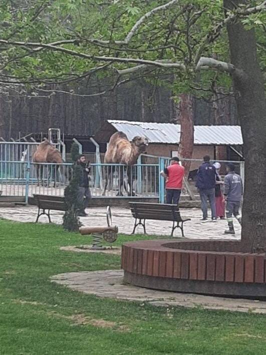 Küçük çocuğu başından ısırıp havaya kaldırdı