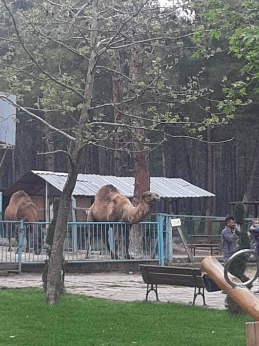 Küçük çocuğu başından ısırıp havaya kaldırdı