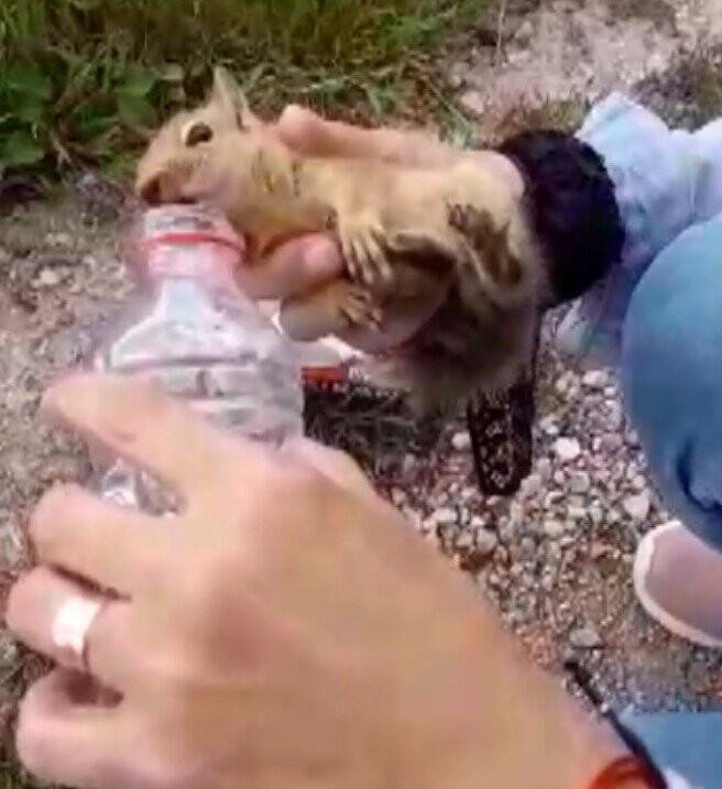 Konya'da yaralı sincaba vatandaştan şefkat eli