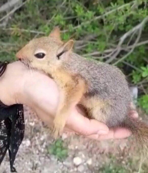 Konya'da yaralı sincaba vatandaştan şefkat eli