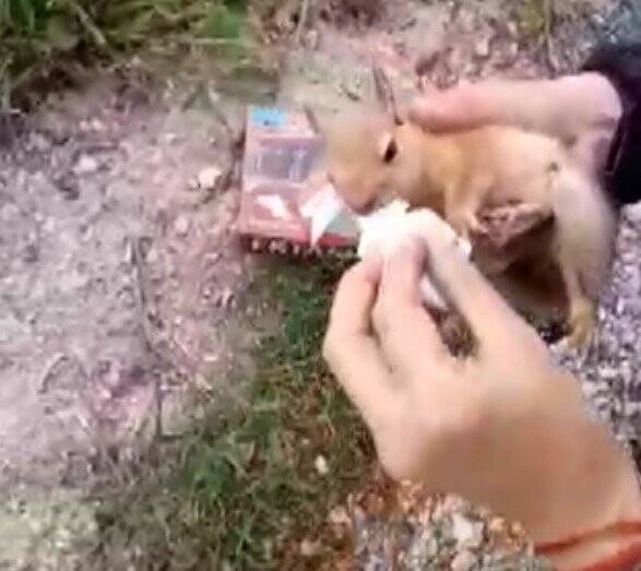 Konya'da yaralı sincaba vatandaştan şefkat eli