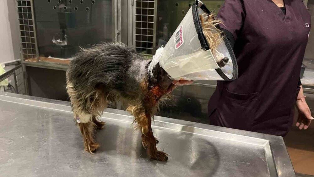 Şehrin ortasında ’Pitbull’ vahşeti