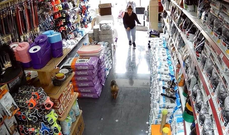 Şehrin ortasında ’Pitbull’ vahşeti