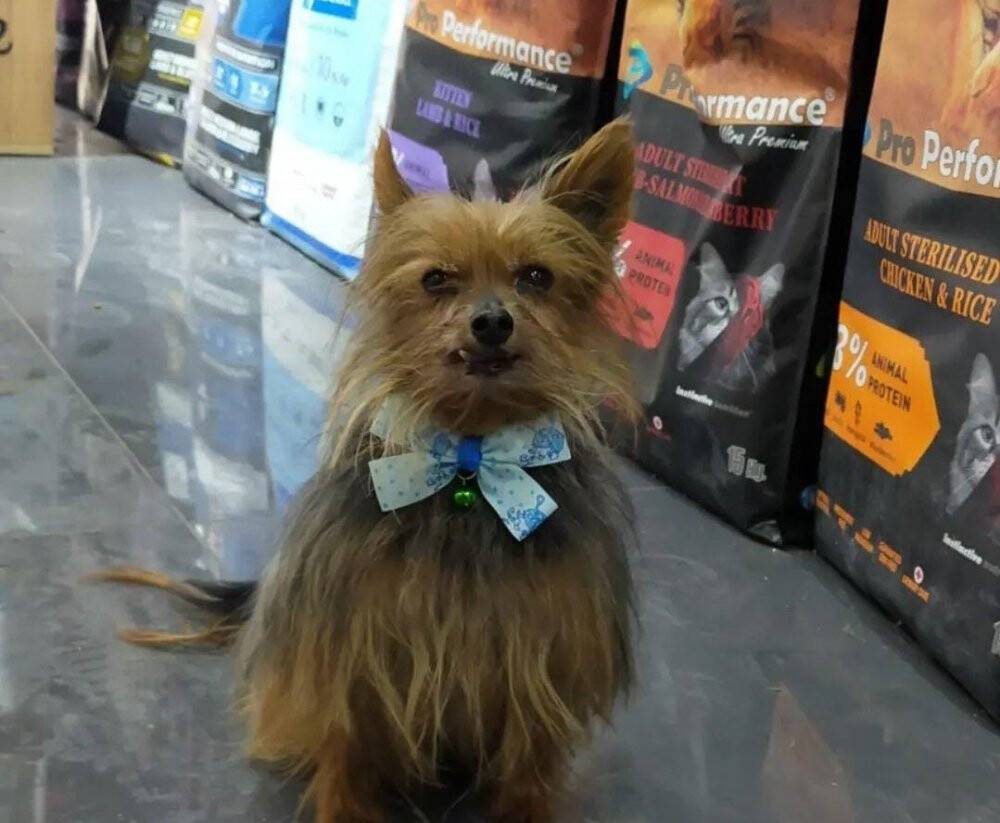 Şehrin ortasında ’Pitbull’ vahşeti