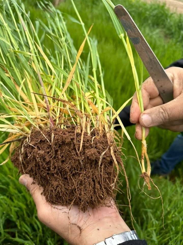 Hüyük'te araziler yağışlarla bereketlendi