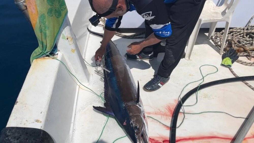 Mızrakla yakaladı: 2 metre boyunda ve 50 kilo