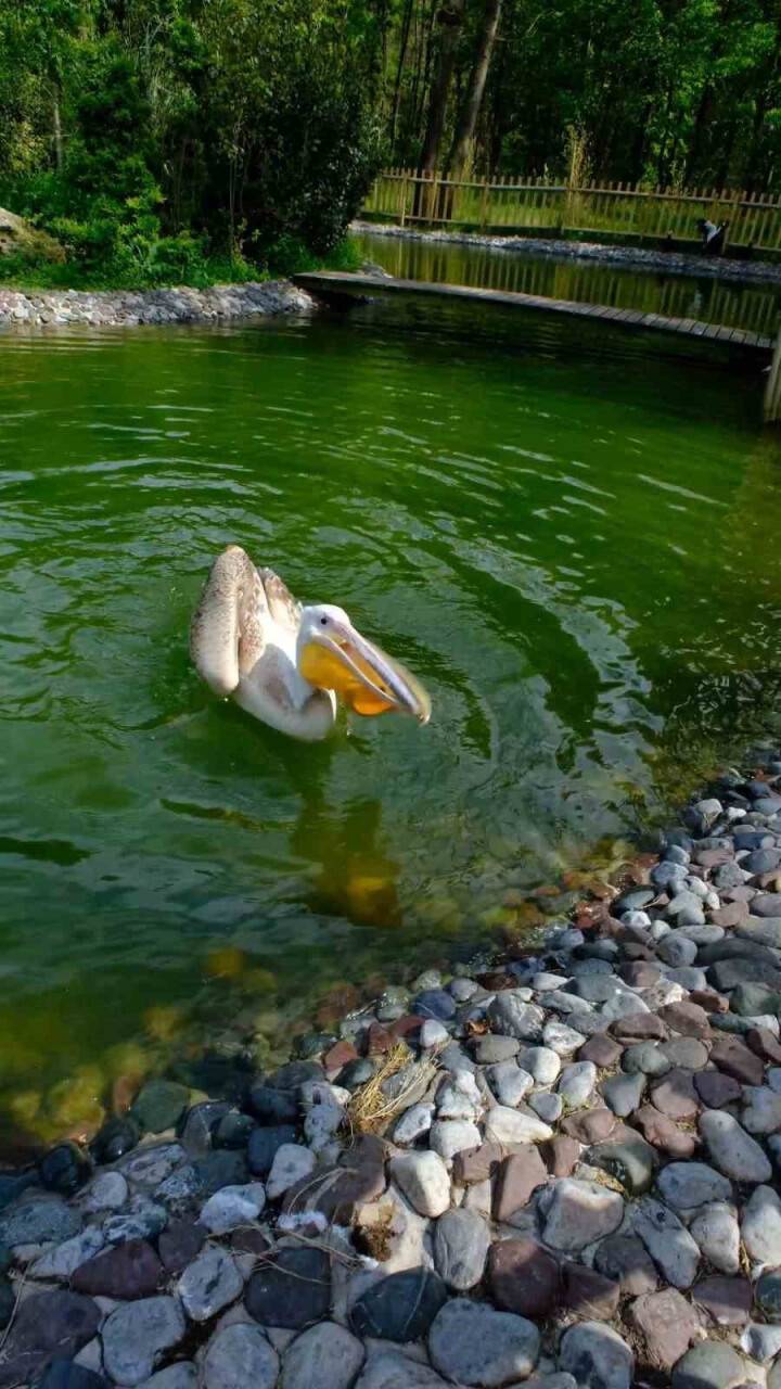 Pelikanın midesinden çıkan şok etti