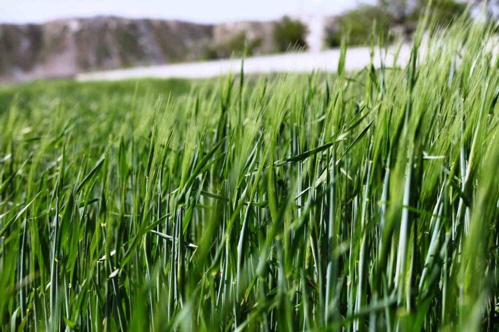 Uzman isimden Konya Ovası için güzel haber