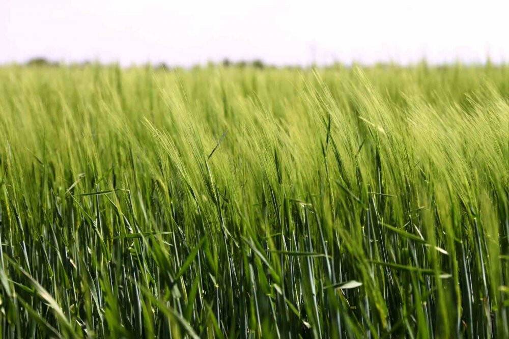 Uzman isimden Konya Ovası için güzel haber