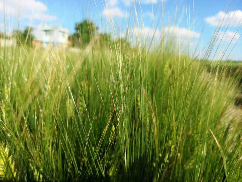 Uzman isimden Konya Ovası için güzel haber