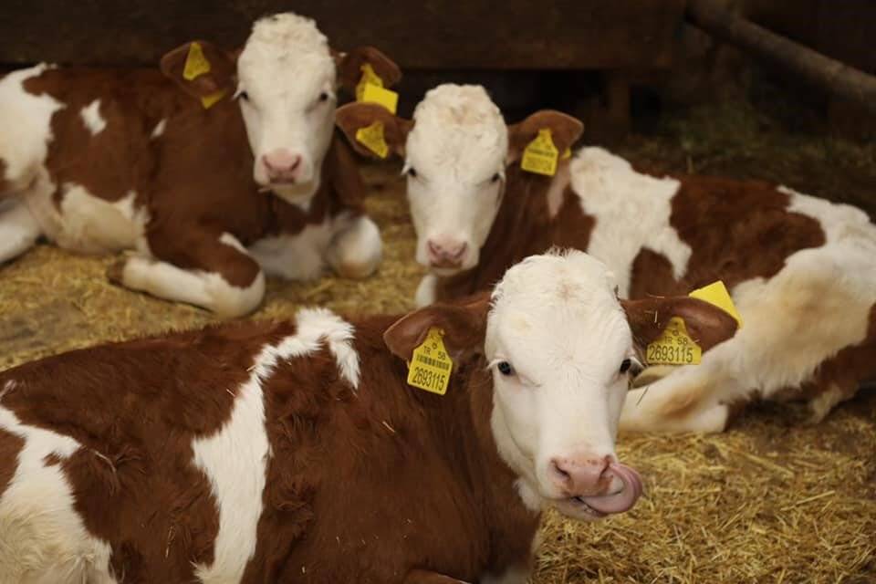 2022'de büyükbaş hayvan varlığında Konya zirvede