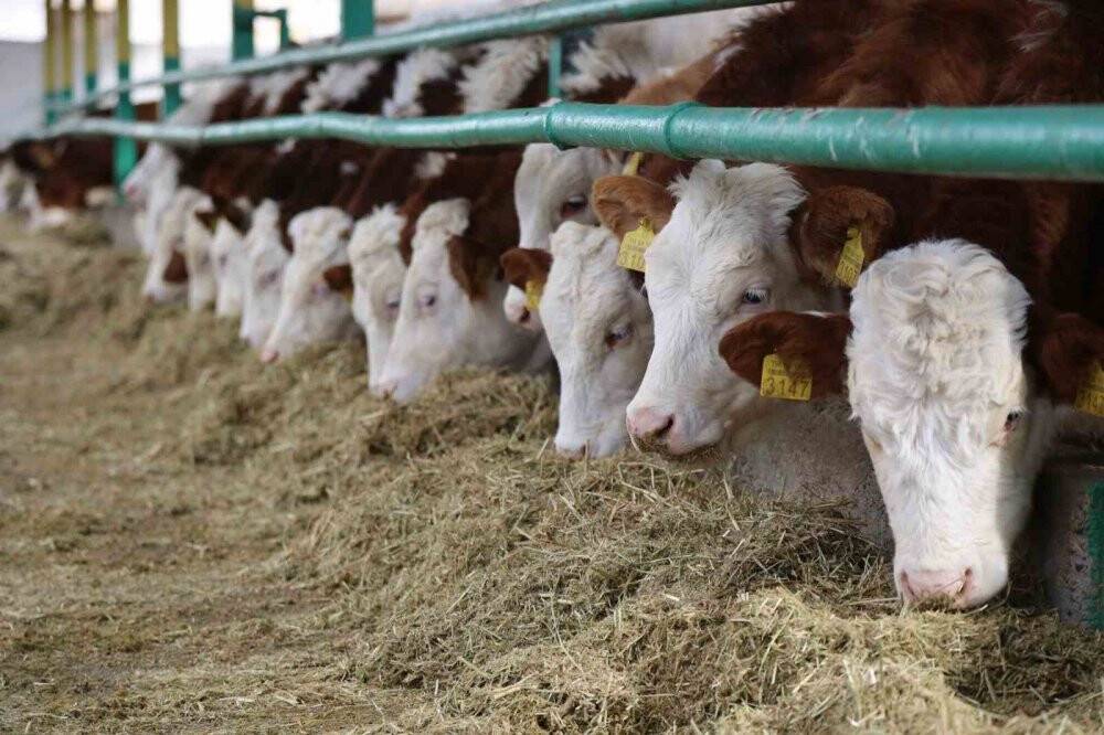 2022'de büyükbaş hayvan varlığında Konya zirvede