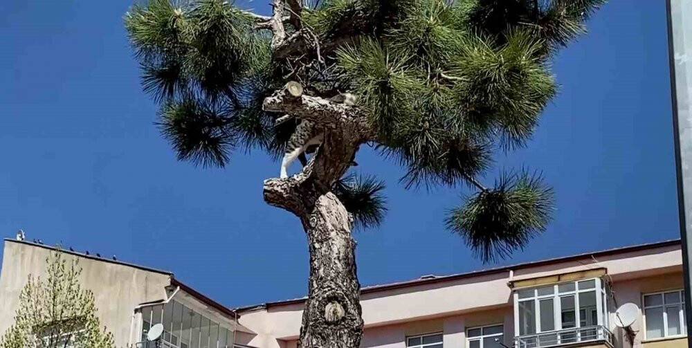 Mahsur kalan kediyi itfaiye kurtardı
