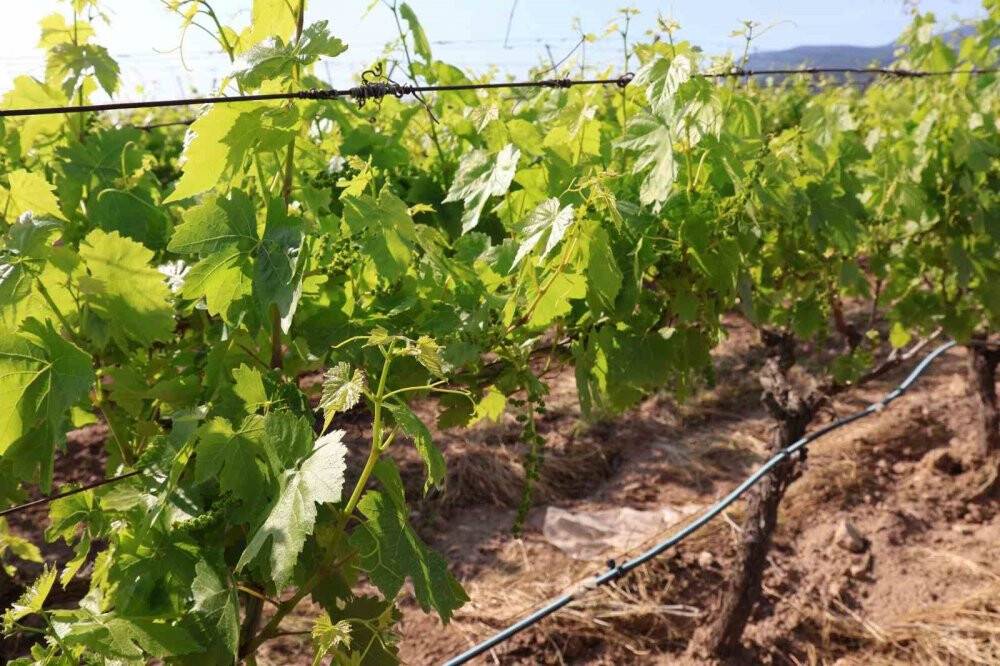 Türk üzümü dünya sofralarına kalıntısız ulaşıyor