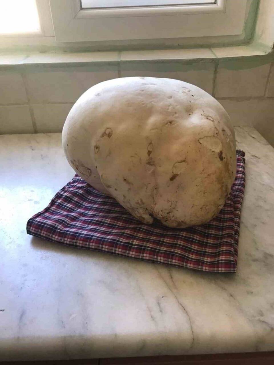 4 kiloluk dev mantar buldular