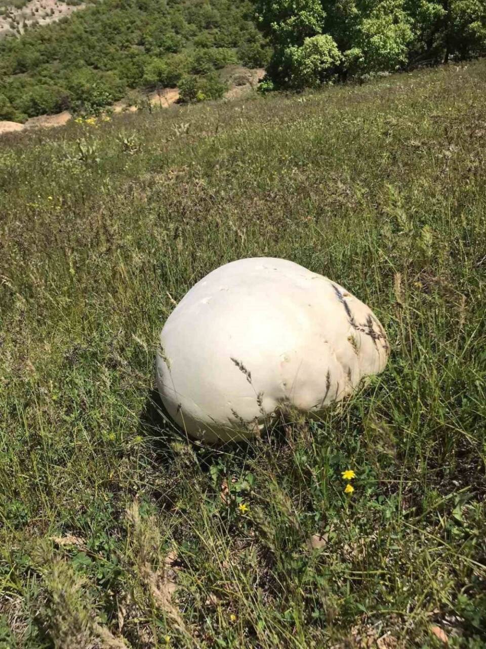 4 kiloluk dev mantar buldular