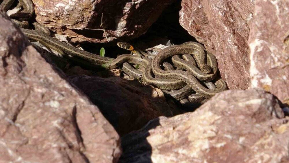 Brezilya'nın Yılan Adası'nı aratmıyor