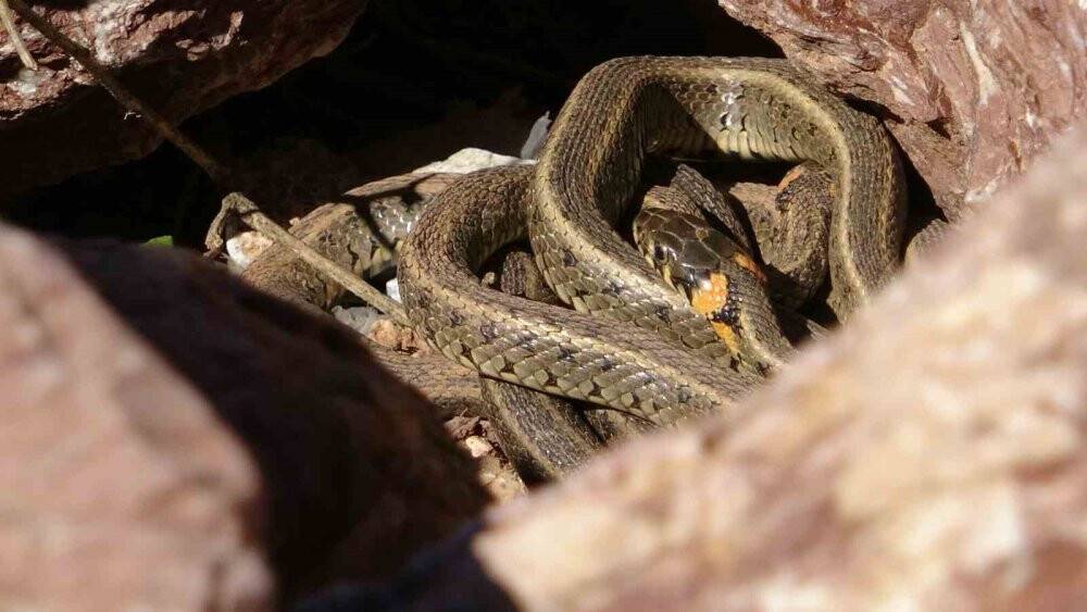 Brezilya'nın Yılan Adası'nı aratmıyor