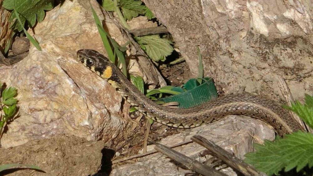 Brezilya'nın Yılan Adası'nı aratmıyor