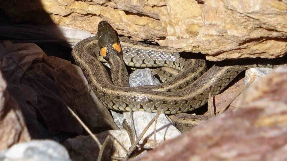 Brezilya'nın Yılan Adası'nı aratmıyor
