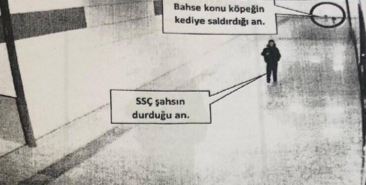 Kediye köpek saldırtarak öldüren şahıs kitap okuyacak