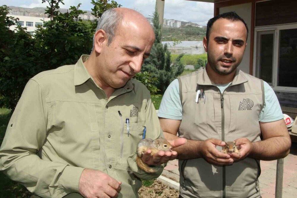 Tedavileri tamamlanan sincaplar doğaya bırakıldı