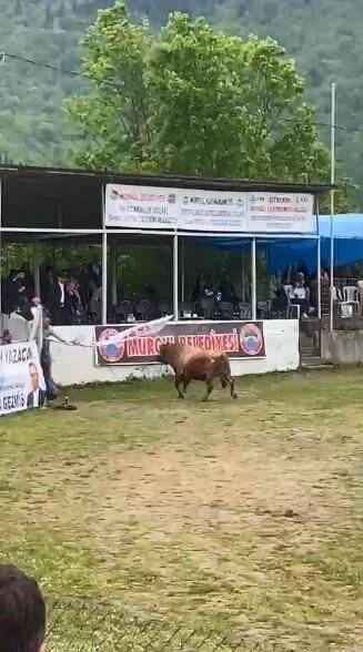 Boğa protokol tribününe daldı