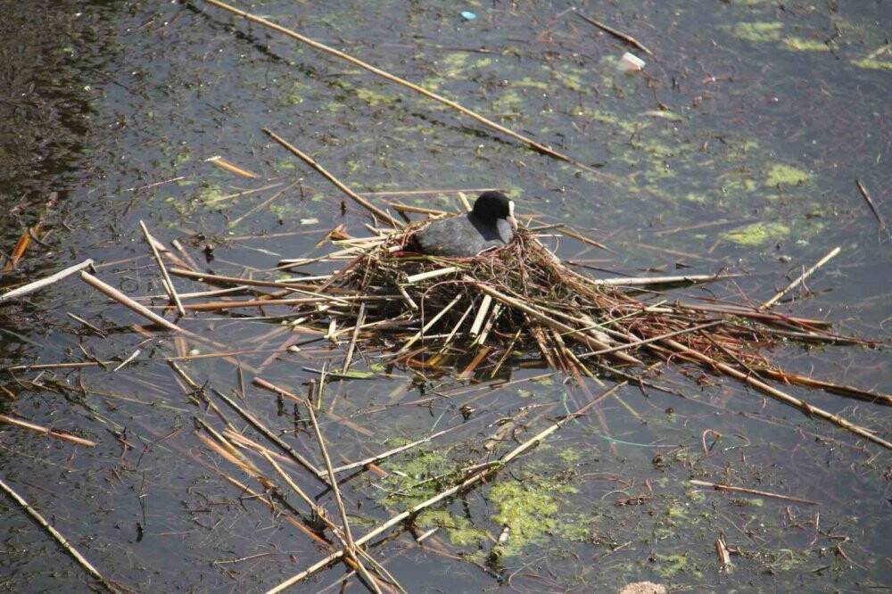 Kuluçkaya yatan Meke ve kazlar ilgi odağı oldu