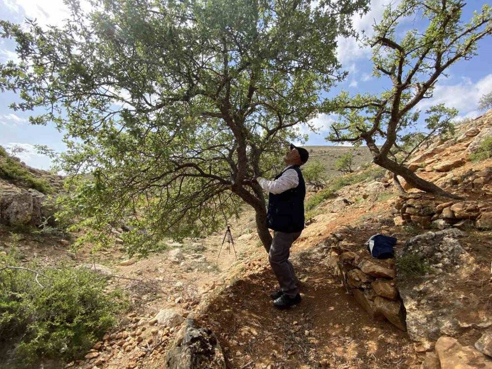 Merak üzerine çıktı, gölge bulamayınca kendini ağaçlara adadı