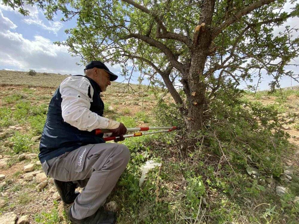 Merak üzerine çıktı, gölge bulamayınca kendini ağaçlara adadı