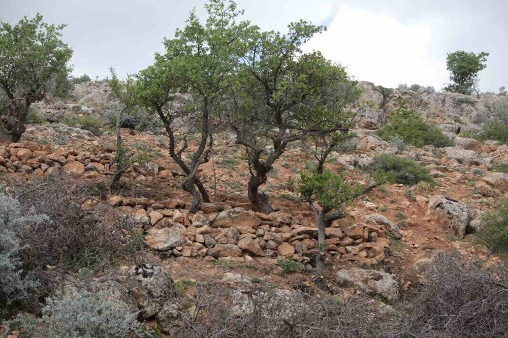 Merak üzerine çıktı, gölge bulamayınca kendini ağaçlara adadı