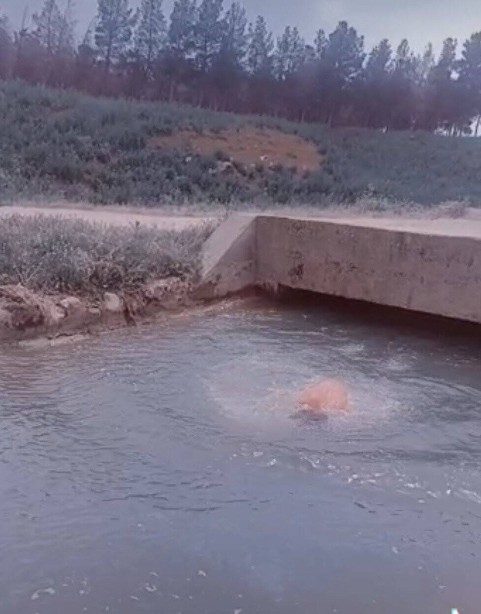 TikTok videosu çekmek için atladığı su kanalı sonu oldu