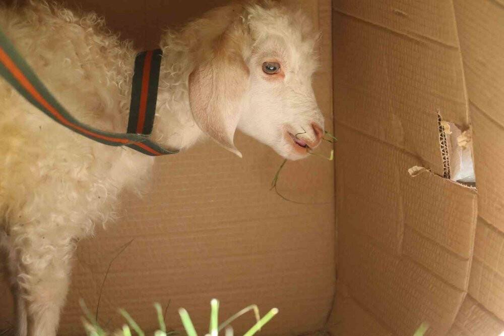 Bebek gibi bakıyor, yanından hiç ayırmıyor