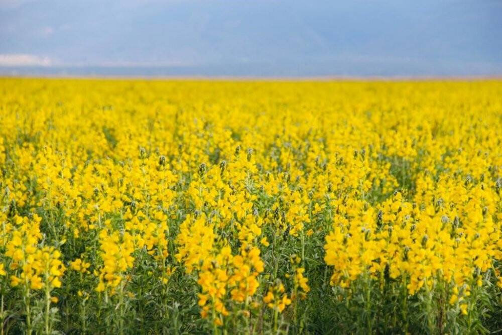 Dünyada bir tek Afyonkarahisar'da yetişiyor: Koparmanın cezası dudak uçuklatıyor