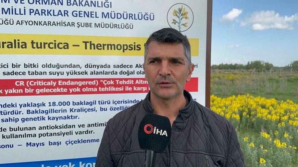 Dünyada bir tek Afyonkarahisar'da yetişiyor: Koparmanın cezası dudak uçuklatıyor