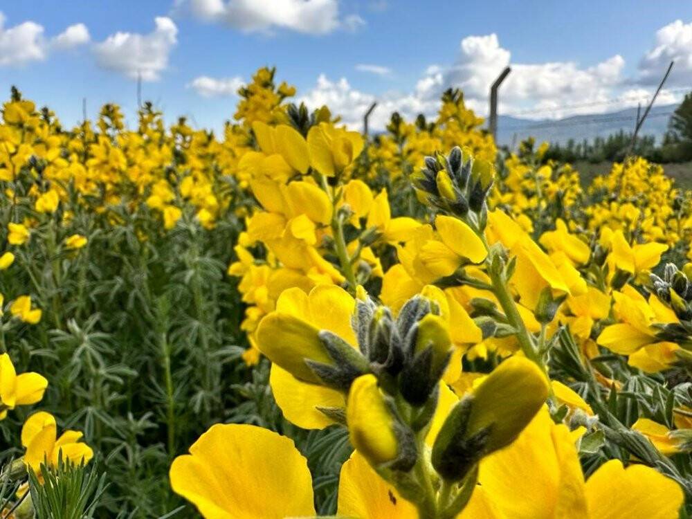 Dünyada bir tek Afyonkarahisar'da yetişiyor: Koparmanın cezası dudak uçuklatıyor