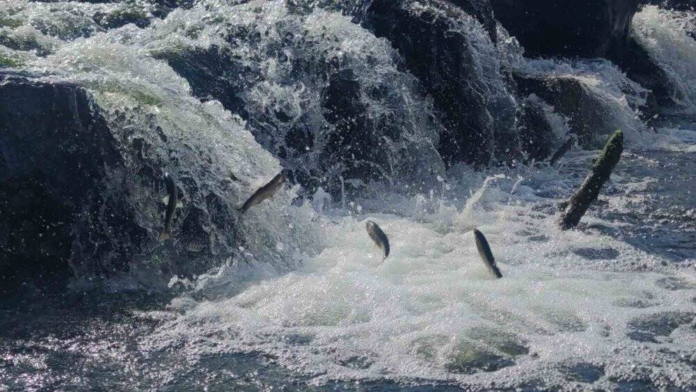 Muhteşem yolculuğu başladı