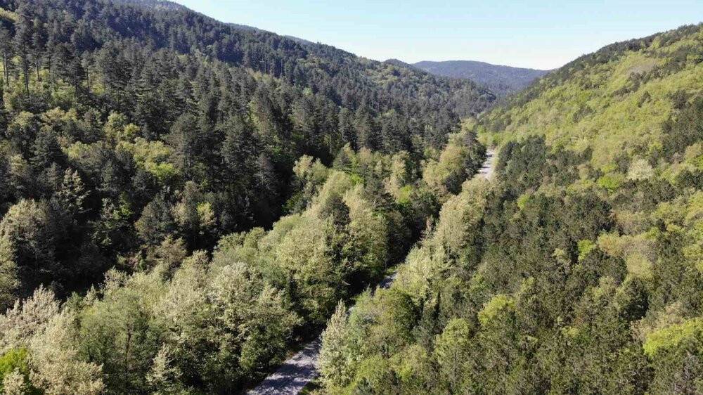 Yeşilin binbir tonuna ev sahipliği yapıyor